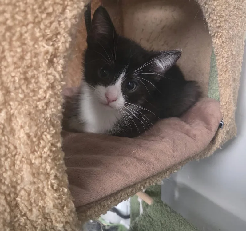 A baby small-sized male Black & White / Tuxedo Domestic Short Hair cat named Meow for adoption in Maineville, OH