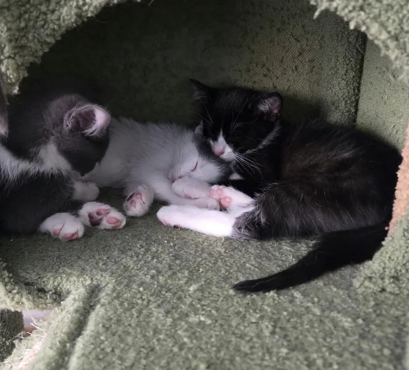 Meow thumbnail 3