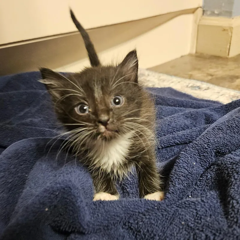 A baby small-sized male Black Domestic Short Hair cat named Doc for adoption in Ringtown, PA