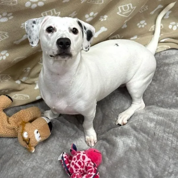 An adult medium-sized female Mixed Breed dog named Maisie for adoption in Greensburg, PA