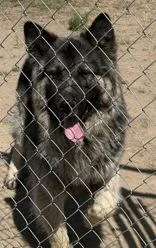 An adult large-sized male German Shepherd Dog dog named Yogi for adoption in Madras, OR