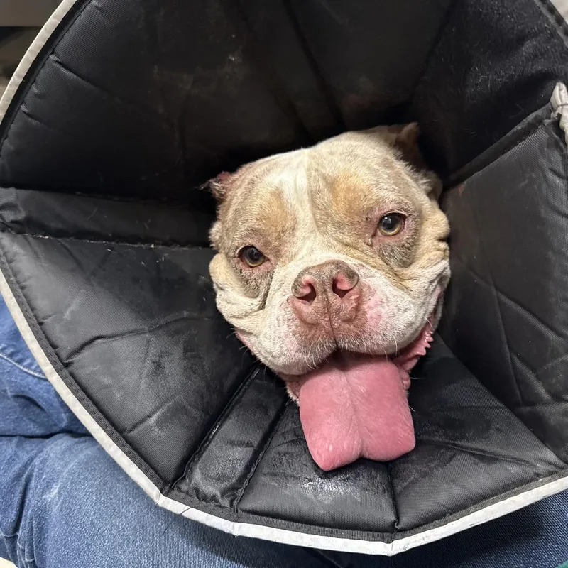 An adult medium-sized female Apricot / Beige English Bulldog dog named Jubilee for adoption in Chicago, IL