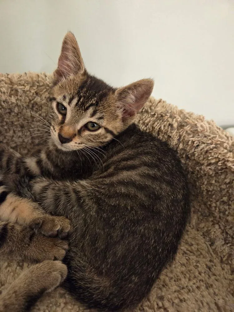 A baby small-sized male Domestic Short Hair cat named Chai for adoption in Ferndale, MI
