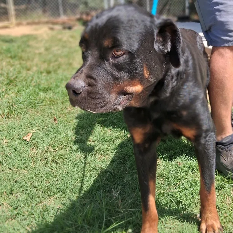 An adult large-sized female Black Rottweiler dog named Myrtle for adoption in Denison, TX