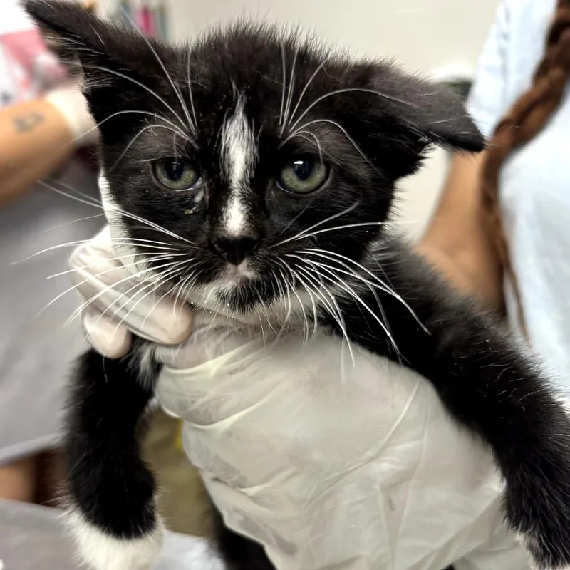 A baby small-sized male Black Domestic Short Hair cat named Doodlebob for adoption in Cleveland, MS