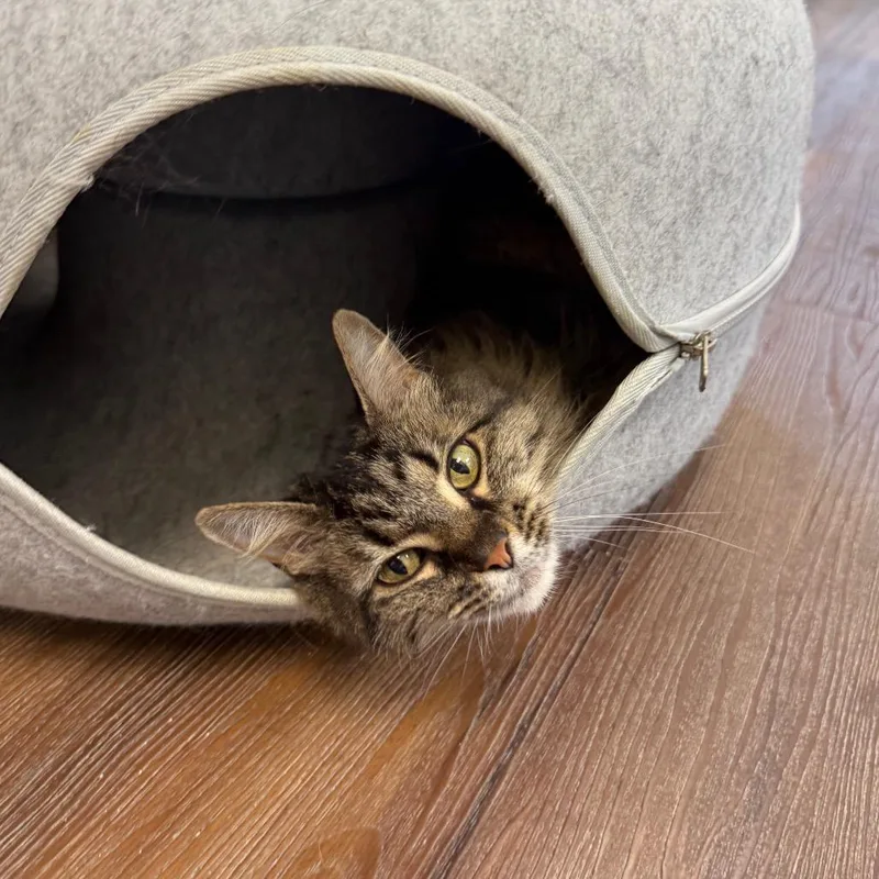 A senior medium-sized female Brown / Chocolate Domestic Medium Hair cat named Chloe for adoption in Naperville, IL