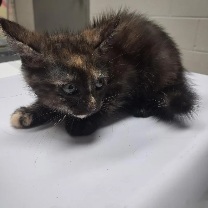 A baby small-sized female Tortoiseshell American Shorthair cat named Gilda for adoption in Lufkin, TX