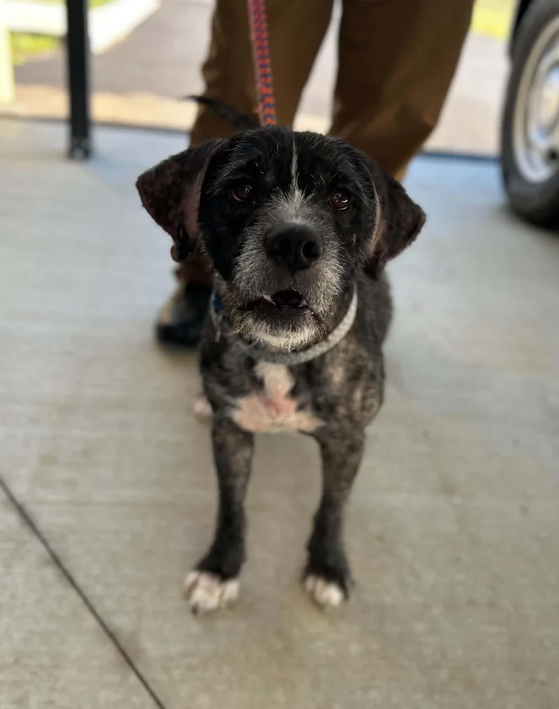 An adult medium-sized male Standard Schnauzer dog named Otto for adoption in Manchester, TN