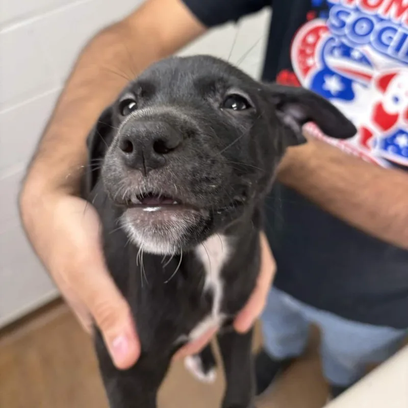 A baby small-sized male Labrador Retriever dog named Pops for adoption in Beaumont, TX