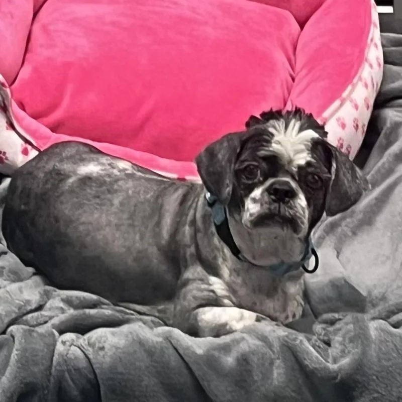 A senior small-sized male White / Cream Lhasa Apso dog named Breezy for adoption in Baltimore, MD