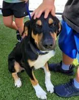 An adult medium-sized male Black Mixed Breed dog named Ace for adoption in Commerce, TX