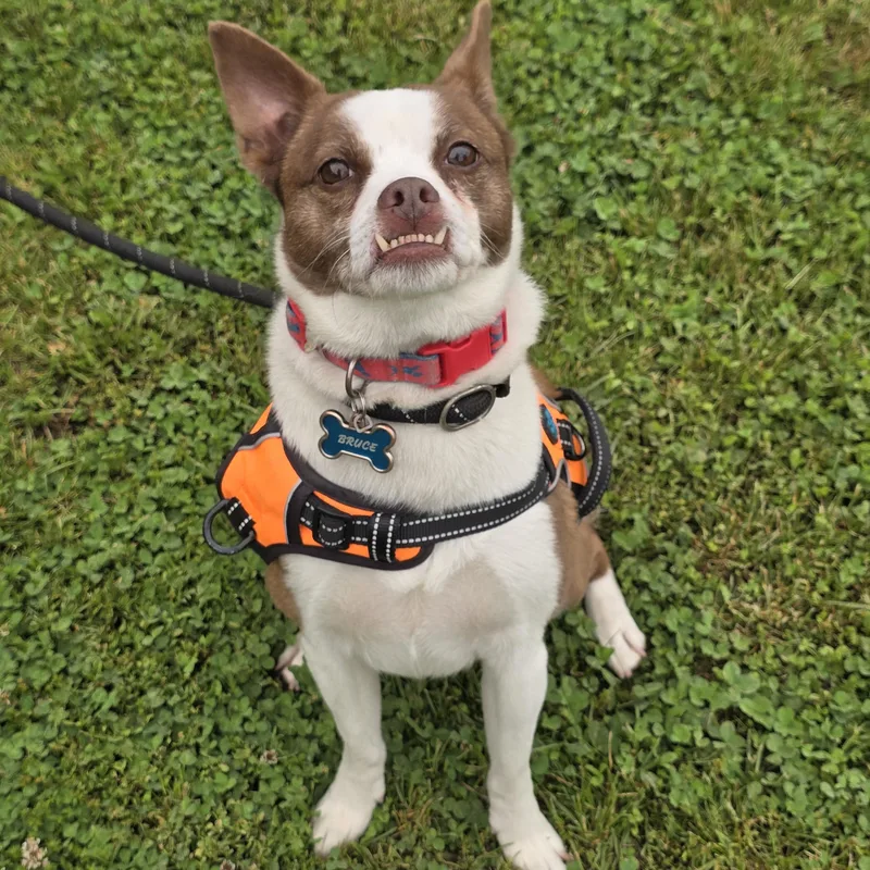 An adult small-sized male Red / Chestnut / Orange Jack Russell Terrier dog named Bruce for adoption in Edison, NJ