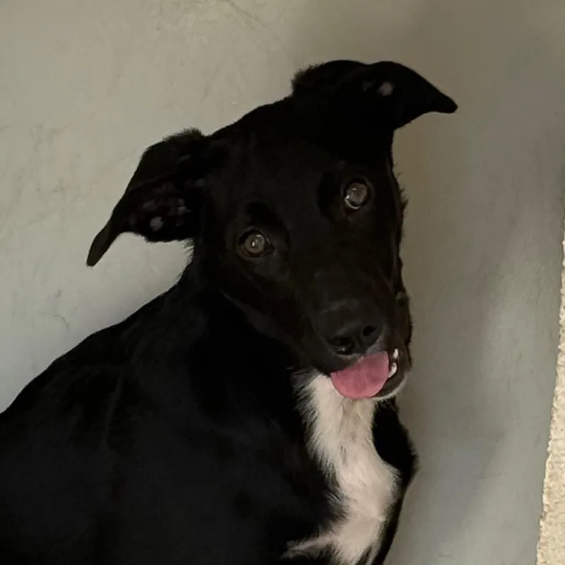 A baby medium-sized male Black Terrier dog named Vito for adoption in Jacksonville, AR