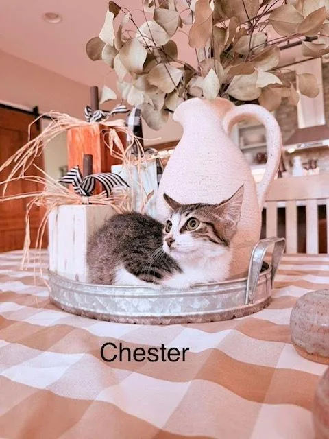 A baby small-sized male Domestic Short Hair cat named Chester for adoption in Groveland, MA