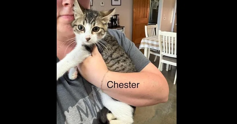 Chester thumbnail 3