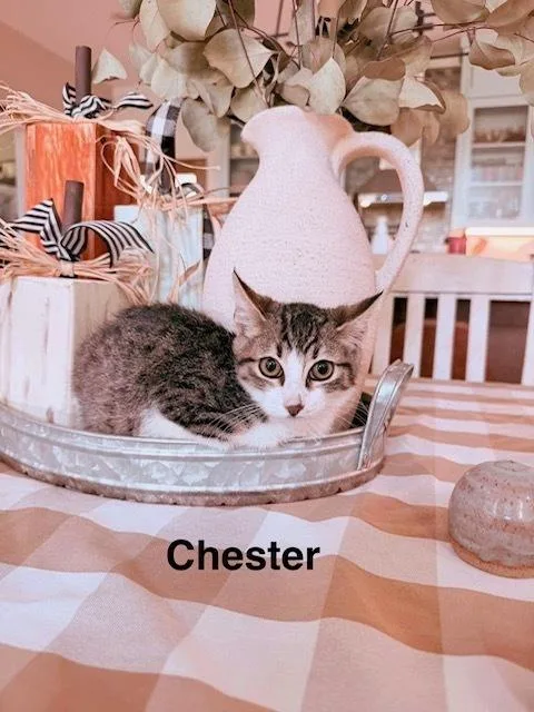 Chester thumbnail 4