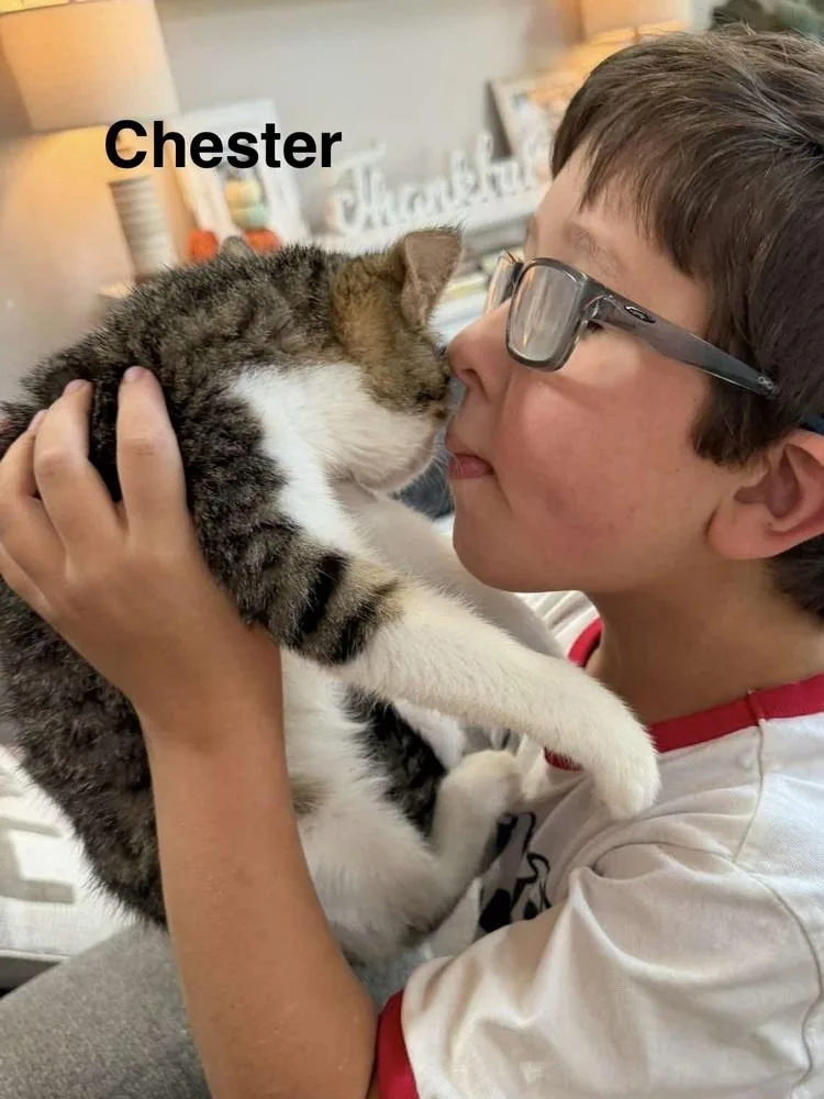 Chester thumbnail 5