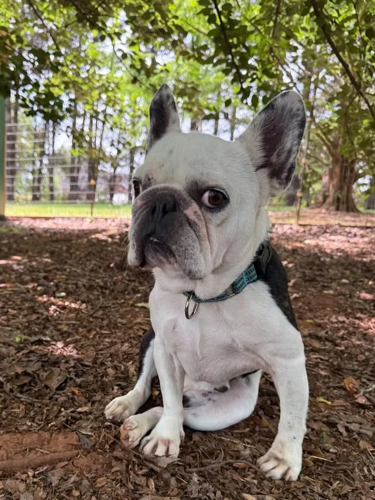 An adult medium-sized male White / Cream French Bulldog dog named Jack for adoption in Salisbury, NC