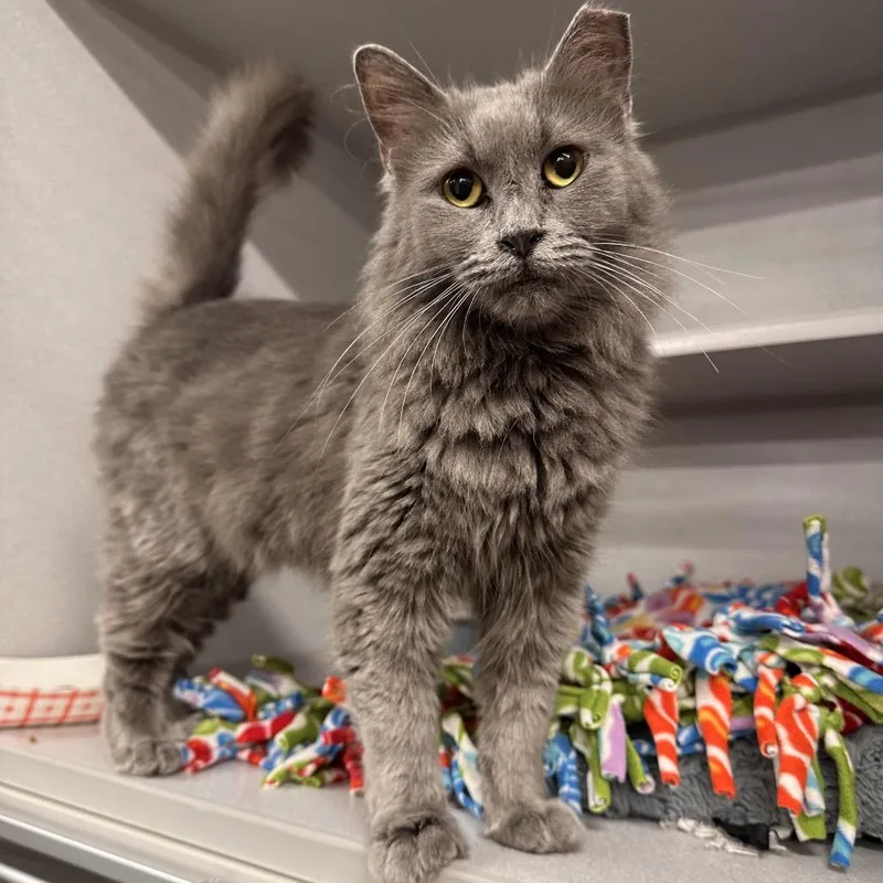 An adult medium-sized female Gray / Blue / Silver Domestic Short Hair cat named Alexis for adoption in Mount Vernon, IN