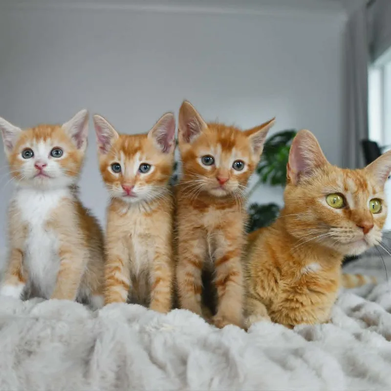 Olaf thumbnail 5