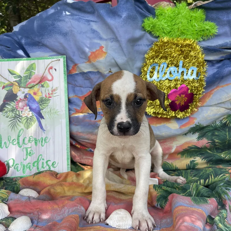 A baby medium-sized female Boxer dog named Ivy for adoption in Sebring, FL