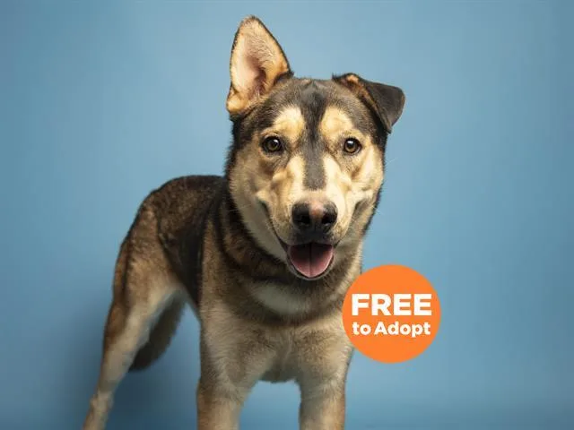 An adult large-sized male Siberian Husky dog named Bowie for adoption in Phoenix, AZ