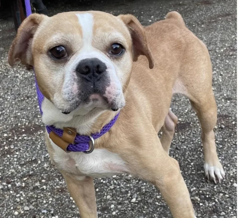 An adult medium-sized male Brown / Chocolate American Bully dog named Harley Hold for adoption in Canton, OH