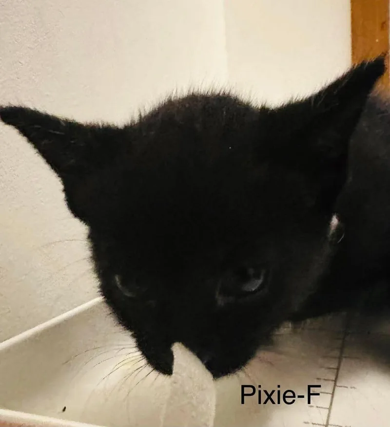 A baby medium-sized female Domestic Short Hair cat named Pixie Dust for adoption in Cloquet, MN