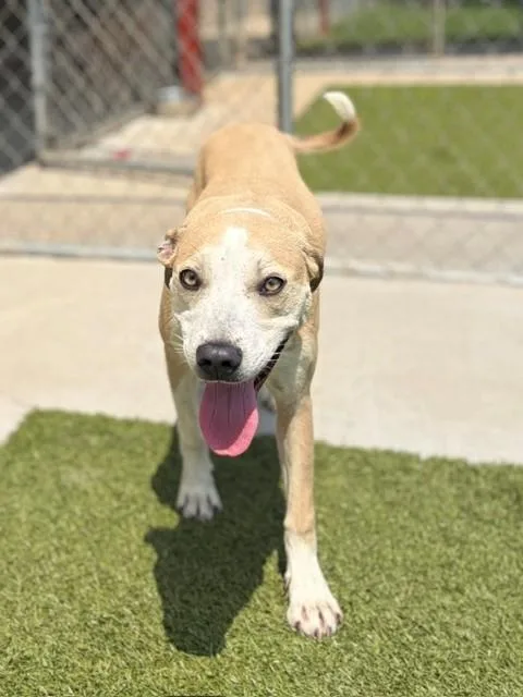 A young medium-sized female Yellow / Tan / Blond / Fawn Pit Bull Terrier dog named Catalina for adoption in Fayetteville, AR