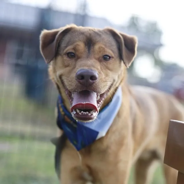 A young medium-sized male Labrador Retriever dog named Graham for adoption in San Antonio, TX