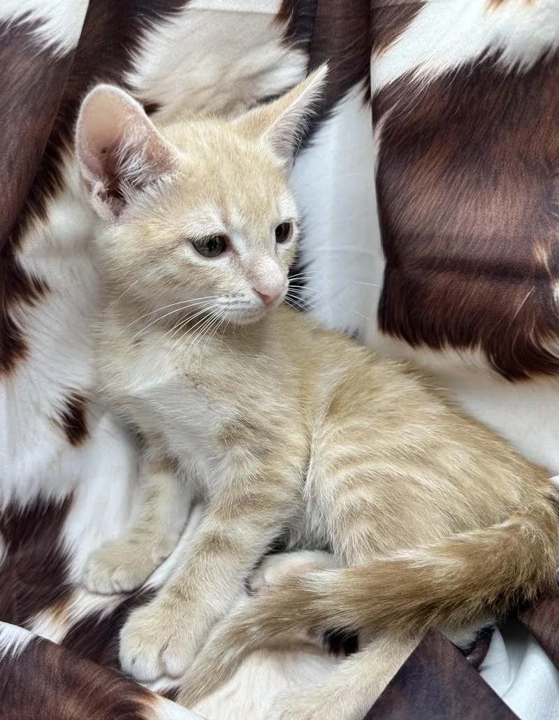 A baby small-sized male Domestic Short Hair cat named Kwanga for adoption in San Diego, CA