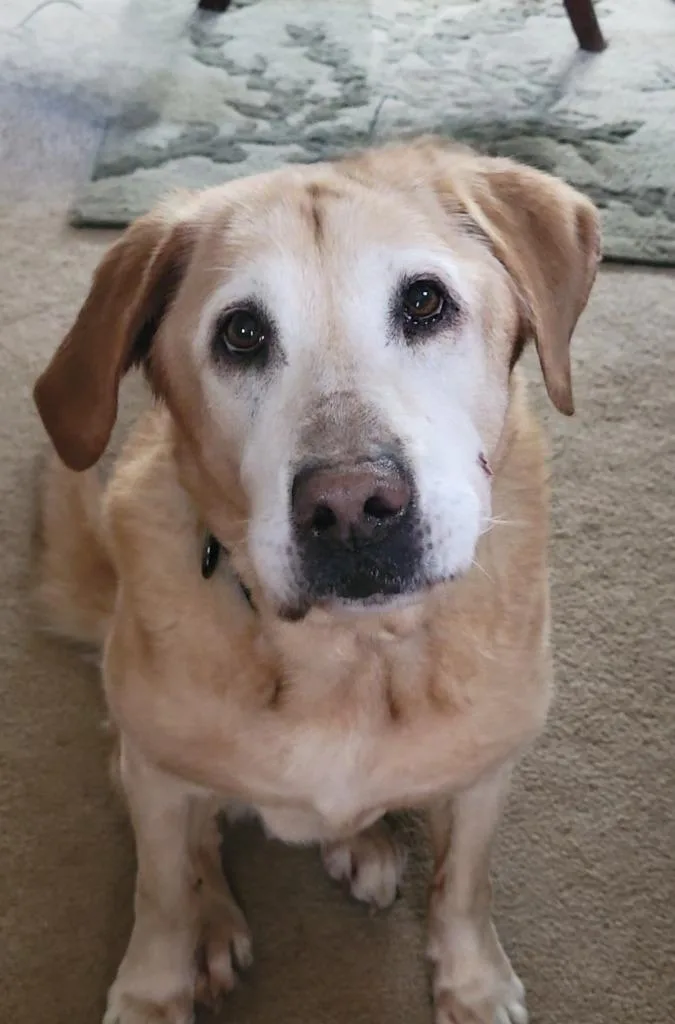 A senior large-sized male Mixed Breed dog named Mr. Busch for adoption in Fond Du Lac, WI