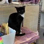 A baby medium-sized male Domestic Short Hair cat named Tac for adoption in Murphy, TX