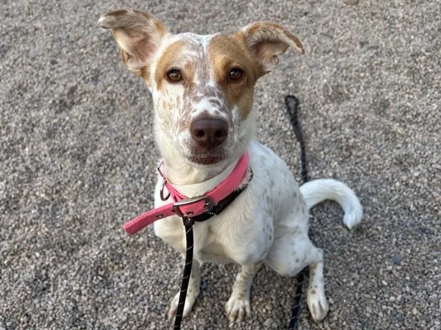 A young large-sized female Australian Cattle Dog / Blue Heeler dog named Freckles for adoption in Mesa, AZ