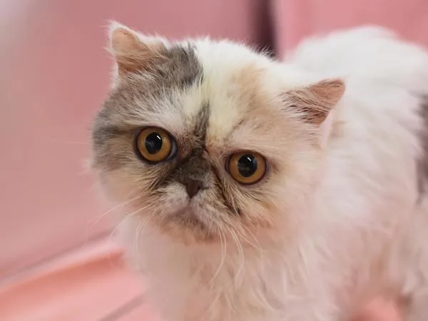 An adult small-sized female Persian cat named Bunny Tiffany for adoption in Portland, OR