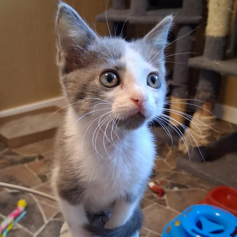 A baby small-sized female Gray / Blue / Silver Domestic Short Hair cat named Beans for adoption in Marion, IL