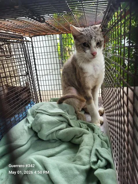 An adult medium-sized male Domestic Short Hair cat named 1-2 for adoption in San Antonio, TX