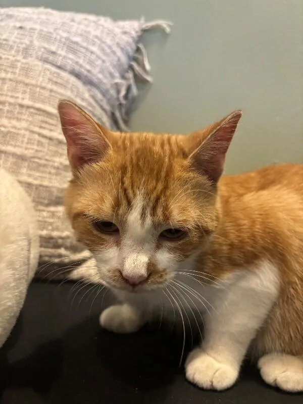 An adult medium-sized female Orange / Red Domestic Short Hair cat named Flavia for adoption in Grand Rapids, MI