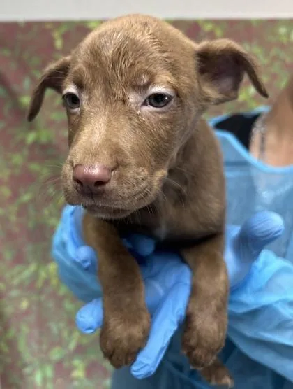 A young small-sized female Shepherd dog named Scorpion for adoption in San Antonio, TX