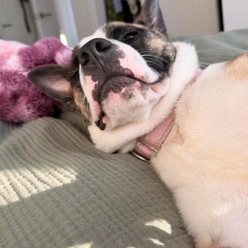 A young medium-sized female Brindle Australian Cattle Dog / Blue Heeler dog named Mystic for adoption in Washington DC, DC