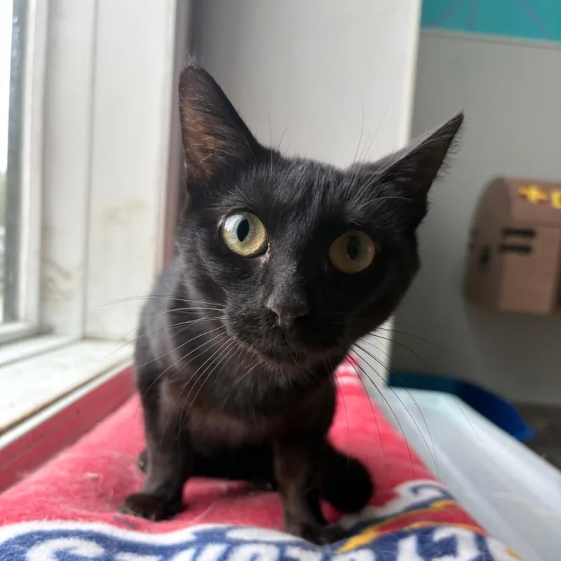 A young small-sized female Black Domestic Short Hair cat named Eclipse for adoption in West Des Moines, IA
