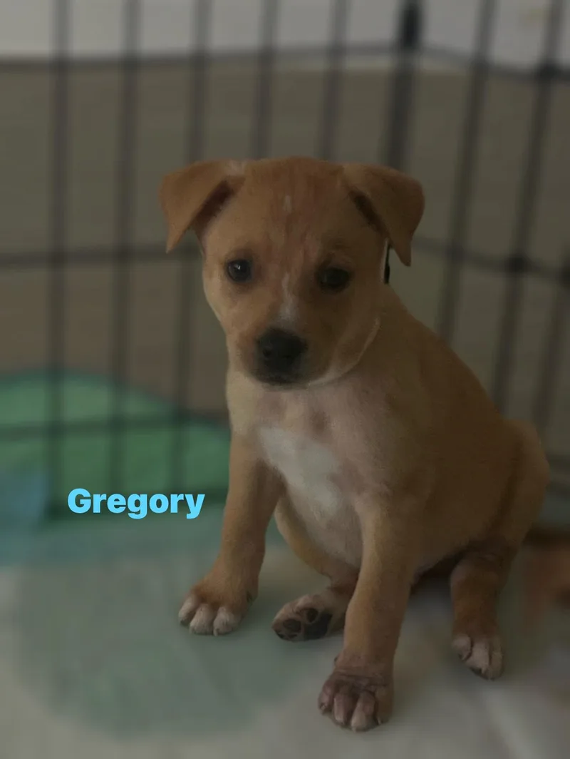 A baby medium-sized male German Shepherd Dog dog named Gregory for adoption in Houston, TX