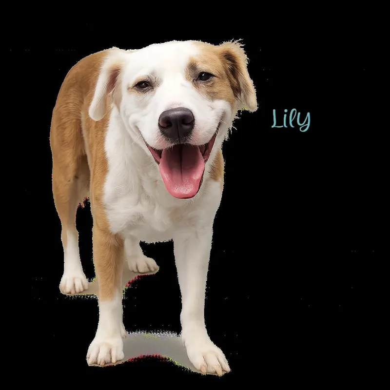 Lily