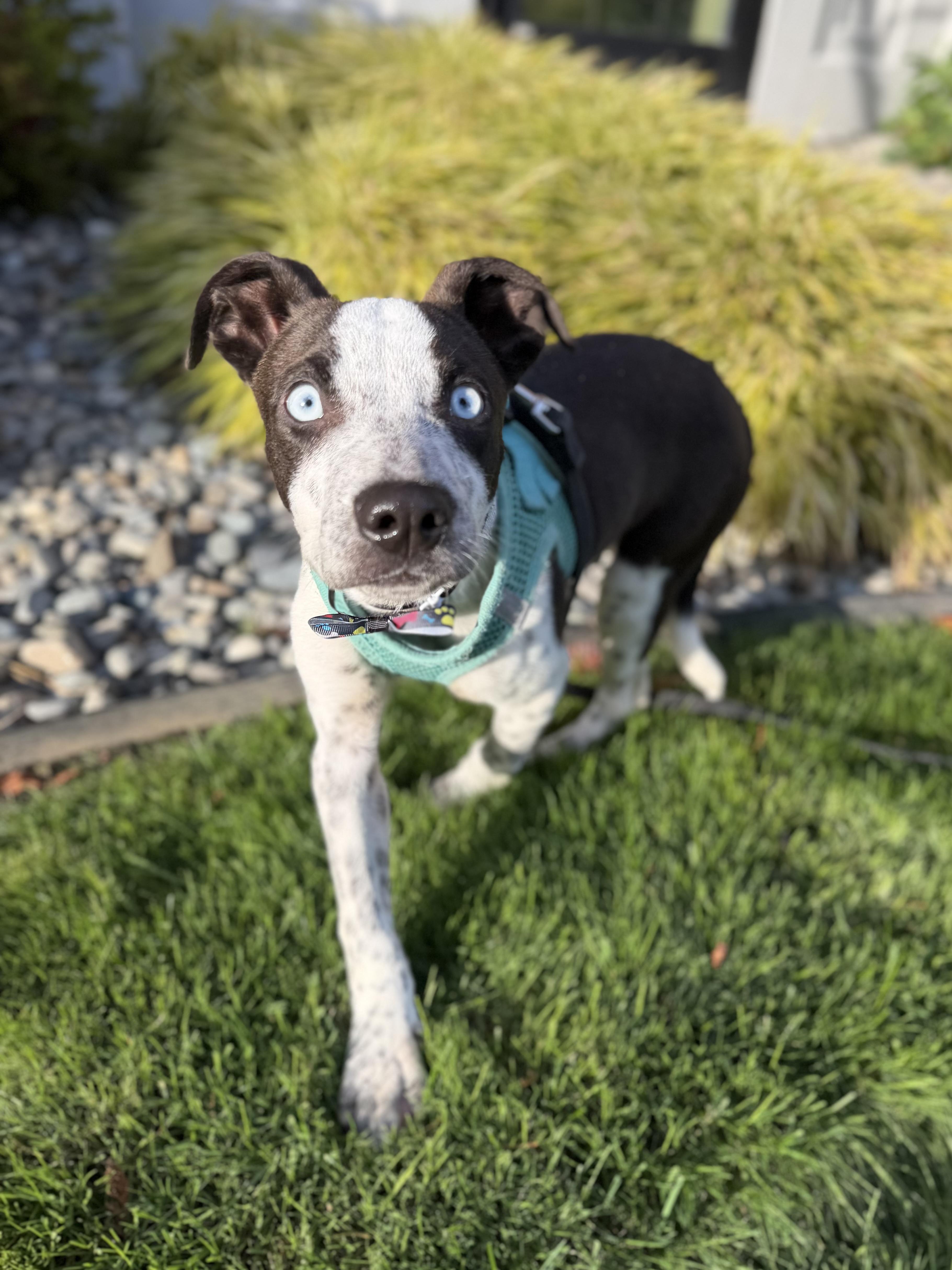 A baby medium-sized male Black Australian Cattle Dog / Blue Heeler dog named Icee for adoption in lynnwood , WA