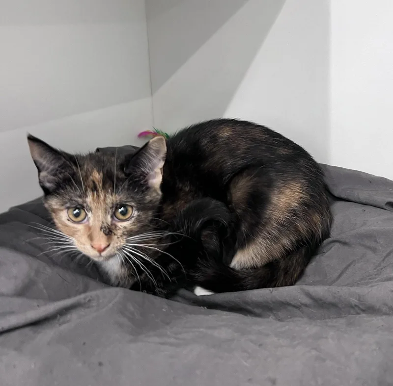 A young medium-sized female Domestic Short Hair cat named Shady for adoption in Spring Lake, NJ