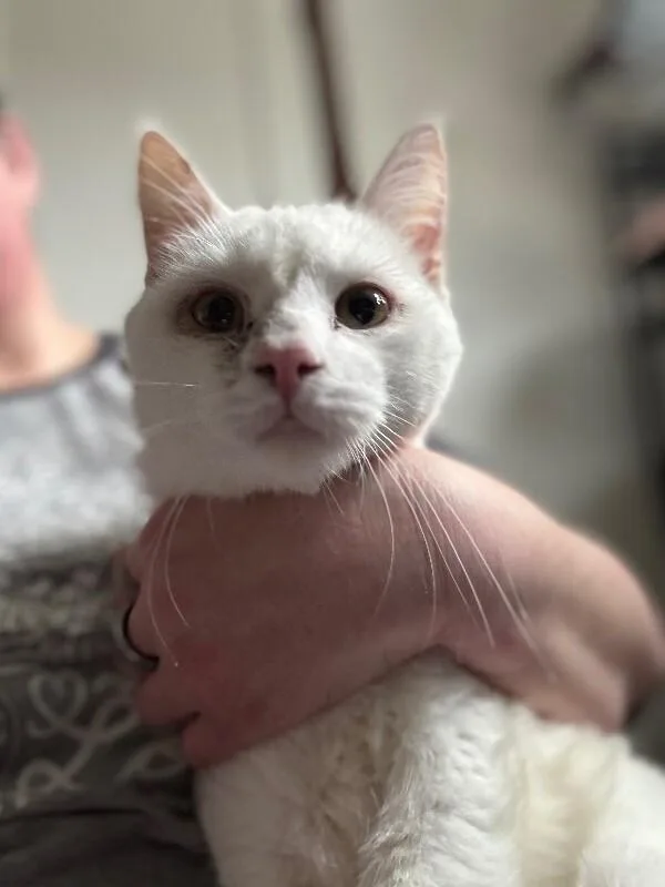 An adult medium-sized male White Domestic Short Hair cat named Crest for adoption in Grand Rapids, MI