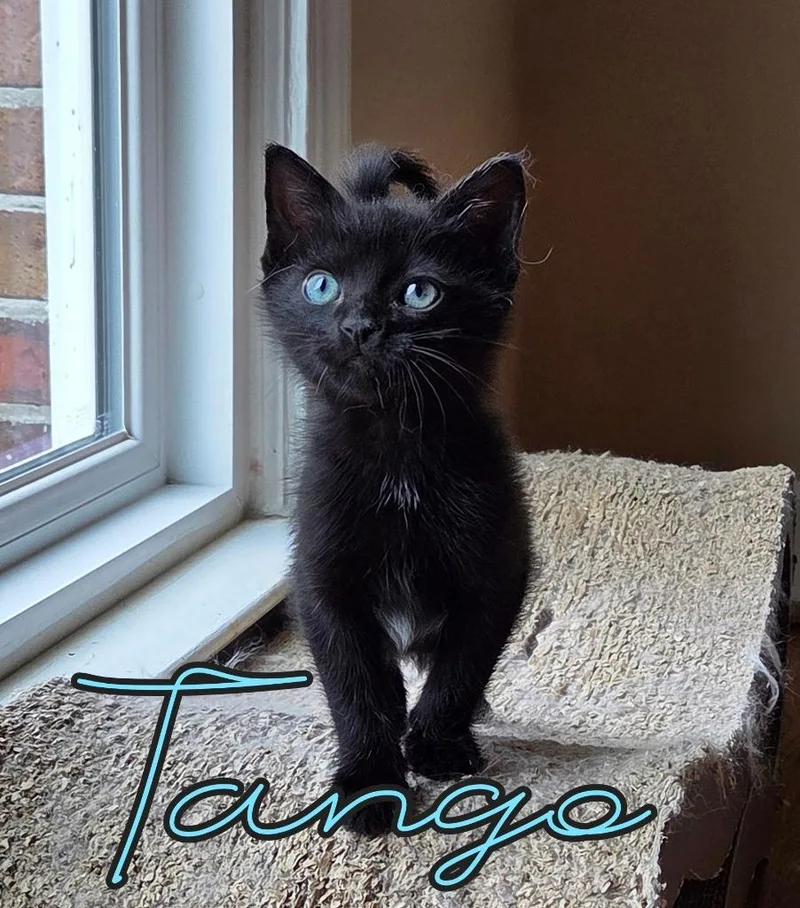 Tango