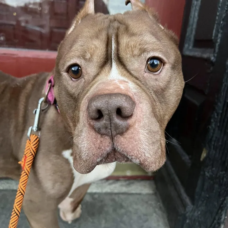 An adult large-sized male Brown / Chocolate Mixed Breed dog named Tank for adoption in Pittsburgh, PA