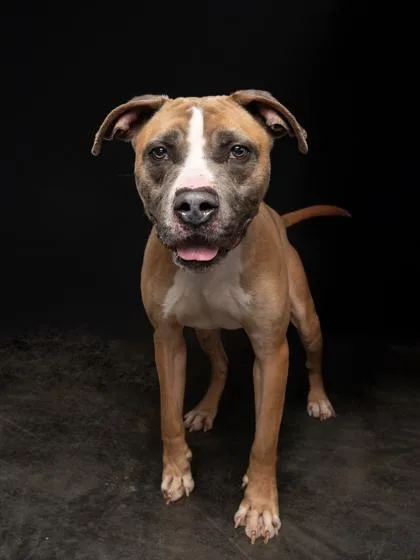 Goobie Loobie thumbnail 2