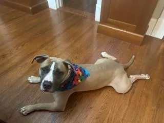 Goobie Loobie thumbnail 3